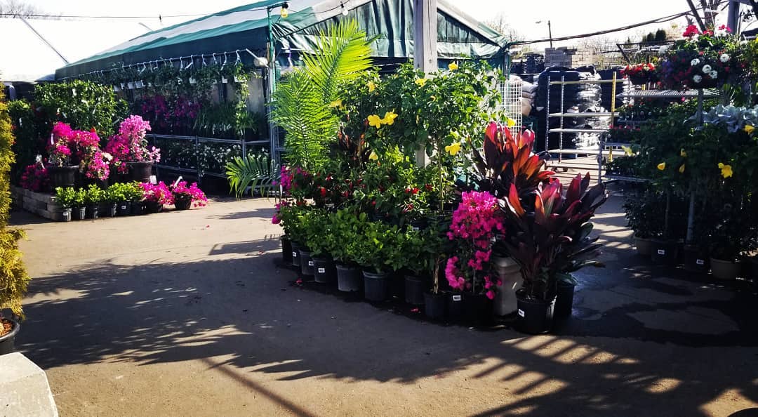 97145507_1556542991175049_5909415563238303204_n Fiesta Gardens Store