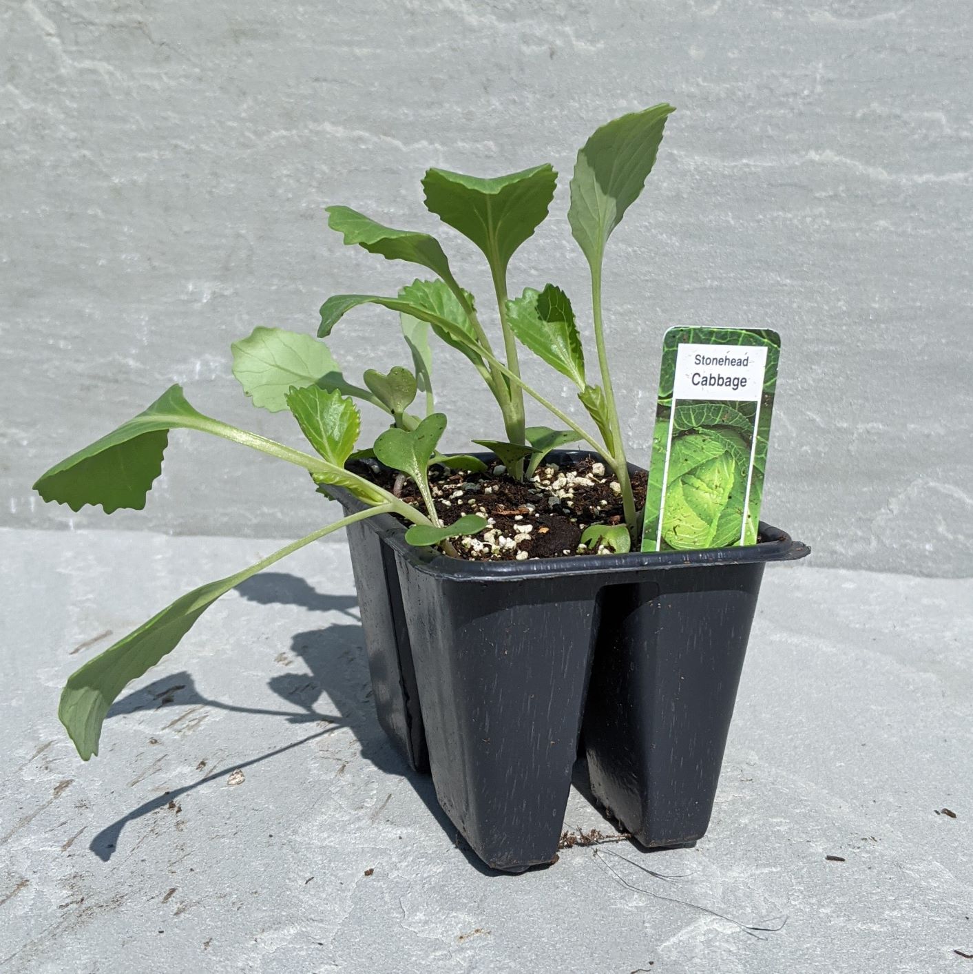 cabbagecell | Fiesta Gardens Store