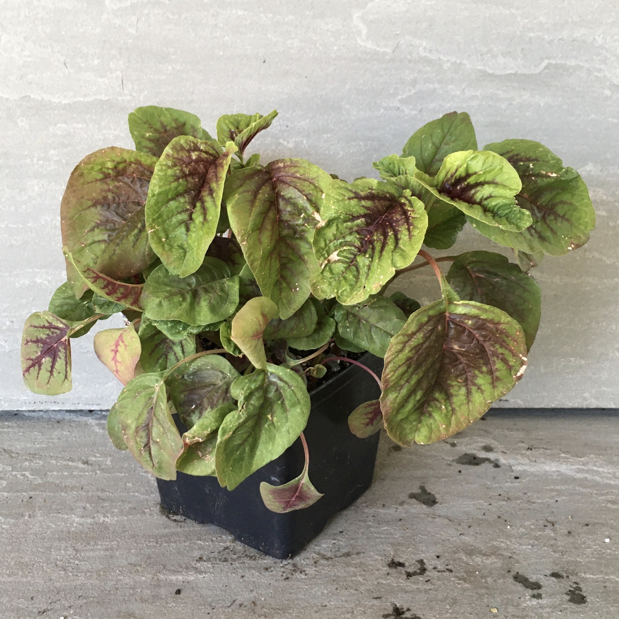 red-callaloo | Fiesta Gardens Store